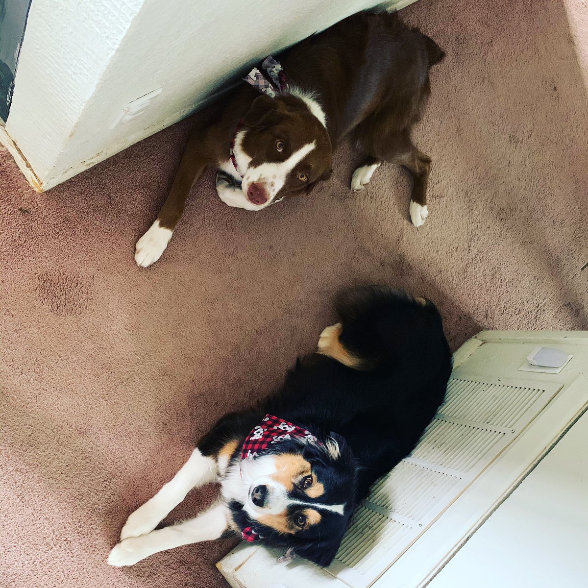 hailsba's tweet photo. @shepodcasts @radbrandi Maddi is the red Australian Shepard. Names after Rachel Maddow. Pictured is her sister, Ellen dogenerous https://t.co/p35V95iEgm