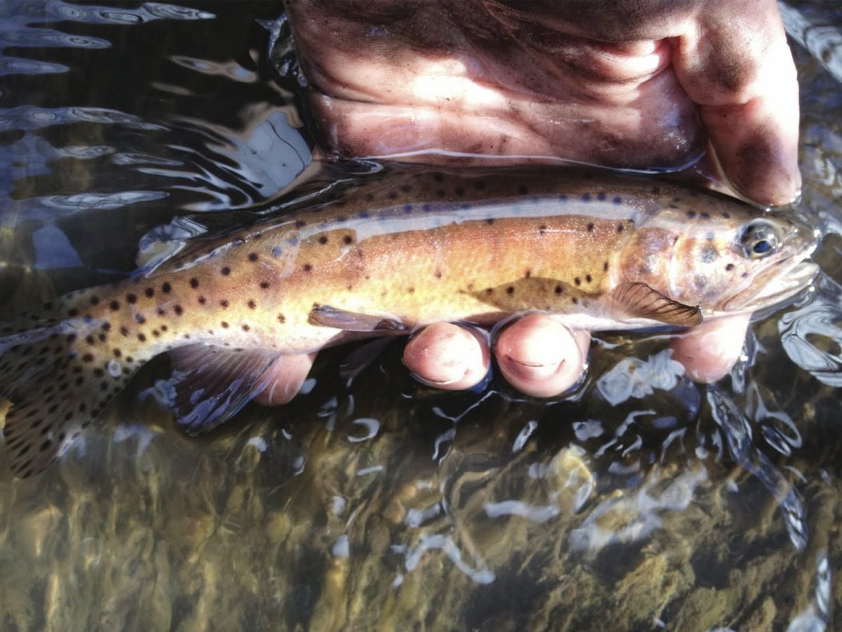 ODUFishing's tweet photo. TroutUnlimited: The #LahontanCutthroatTrout is iconic in NV. Just look at this face! But human activity and #climatechange can threaten the species. Wildlife managers are using @NASA Earth observations to help recover this iconic fish. #SpaceForUS โฆ https://t.co/frjRPC5SEg