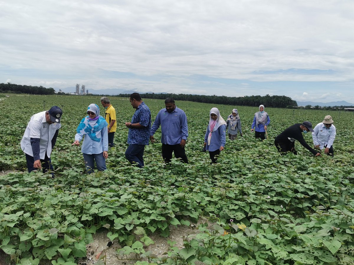 PertanianKinta's tweet photo. Lawatan Pemantauan Pengarah BPIT Putrajaya ke Projek Kluster Tanaman Tembikai, Kluster Tanaman Betik dan Kluster Tanaman Kontan Daerah Kinta/Kampar
15hb September, 2020
Projek Kluster Kontan (Sengkuang/Keledek) Perak Industrial Resources Sdn Bhd
20ha(Malim Nawar)
@myDOA_Perak https://t.co/2QAlt1DbMS
