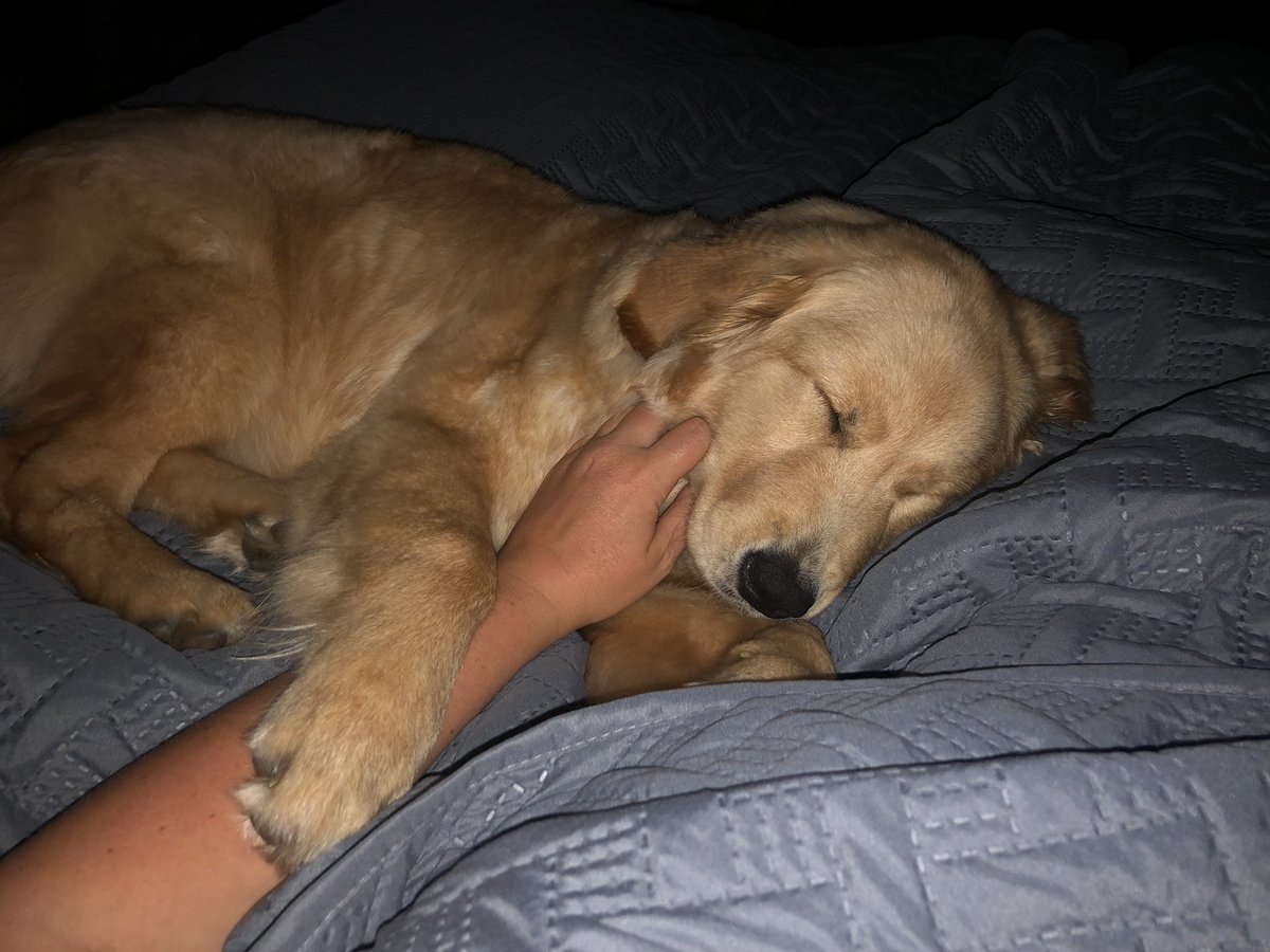EmmaEms907's tweet photo. The goodest girl. Praying for the best outcome 🤍❤️ https://t.co/R2UHH8lAER