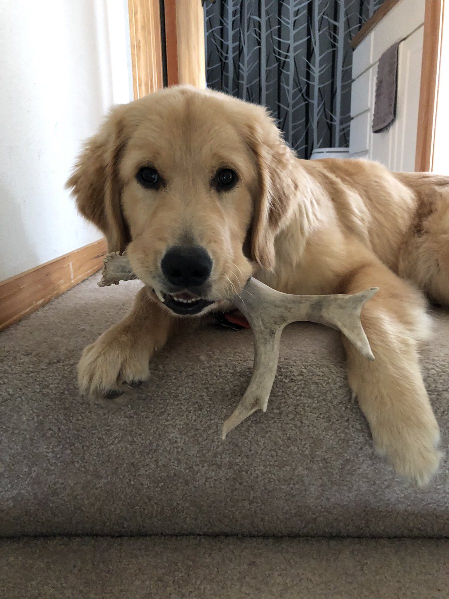 EmmaEms907's tweet photo. The goodest girl. Praying for the best outcome 🤍❤️ https://t.co/R2UHH8lAER