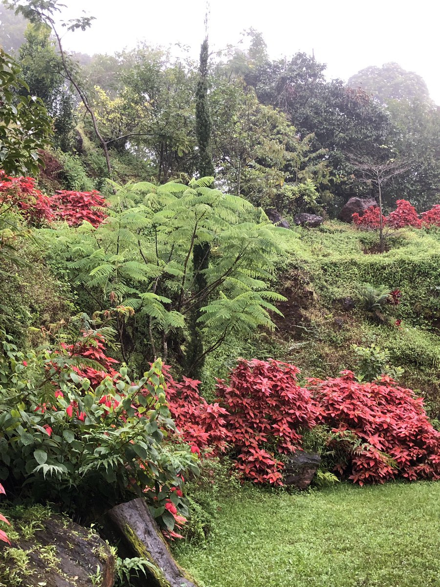 RumaSi's tweet photo. A lovely day in the misty mountains. #coffeeestates #birthdaygetaway #chikmagalur #primrosevillas https://t.co/KvWeVOAZHi