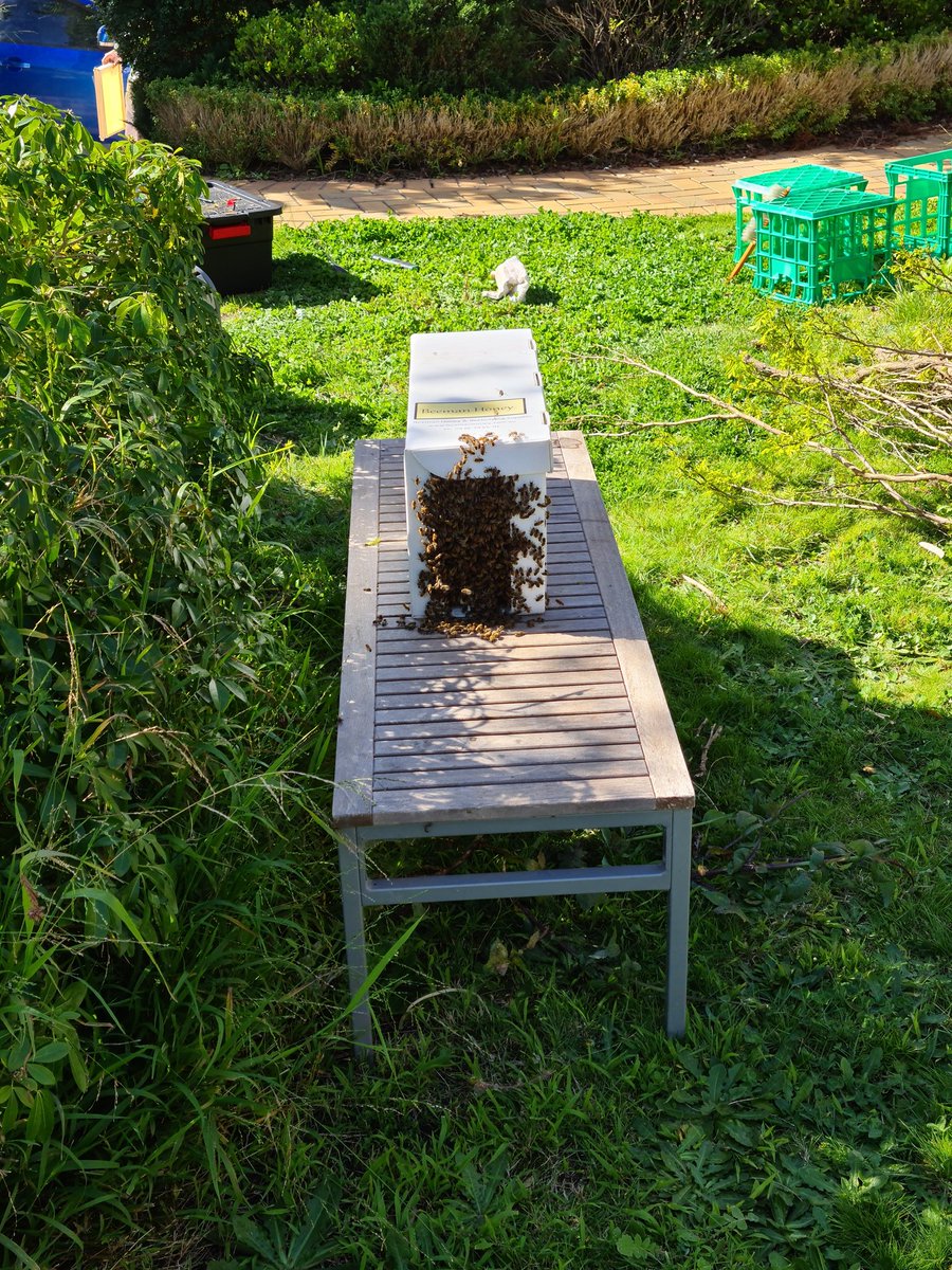 Bees picked the perfect day to split the hive - sunny and I happened to be working from home #bees #WorkFromHome