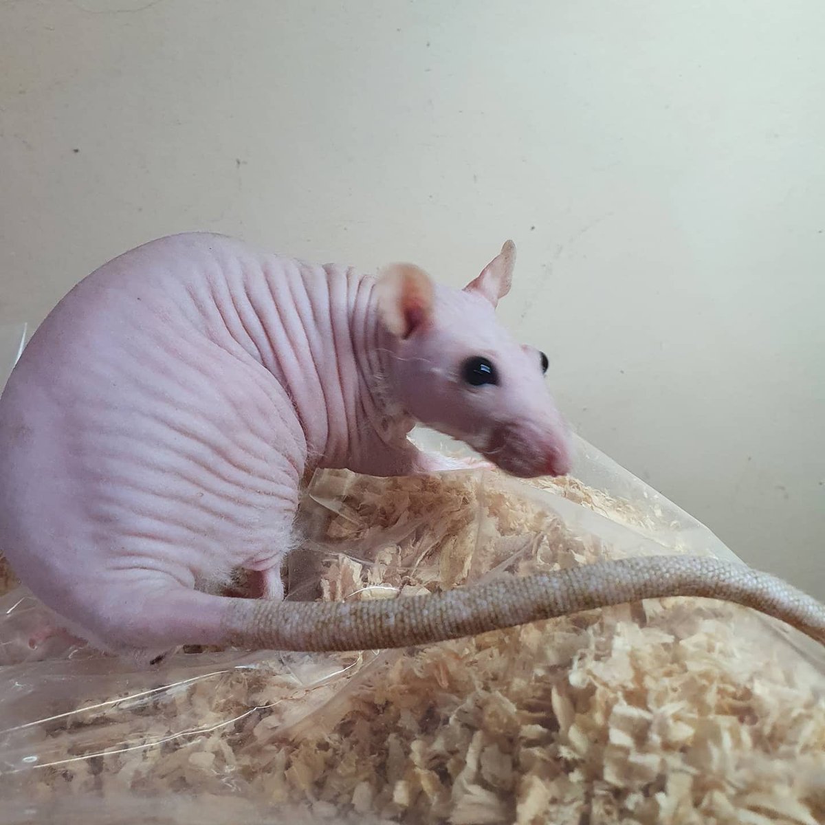 Pyrodarknessan1's tweet photo. Witness her. 
#patchworkrat #fancyrat https://t.co/hYL3IcVGdX