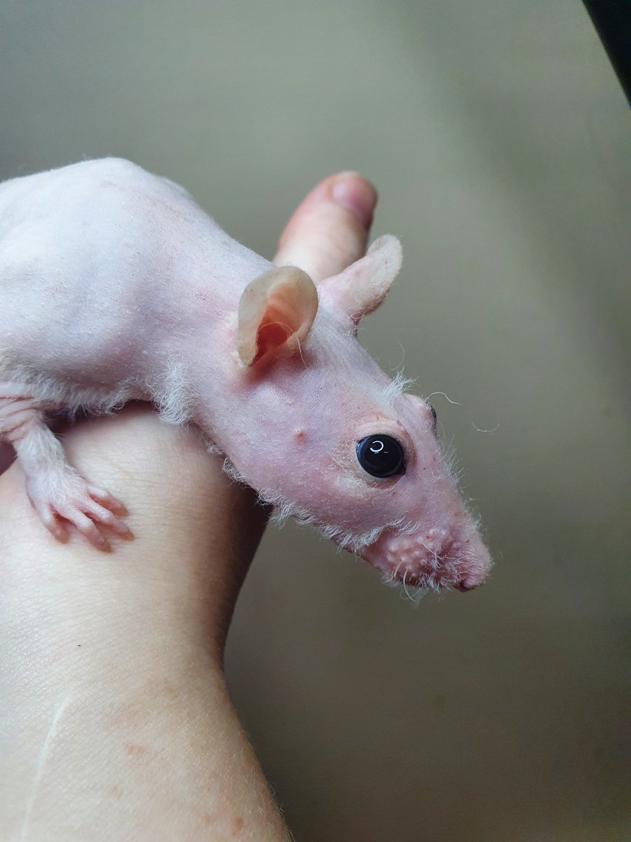 Pyrodarknessan1's tweet photo. Witness her. 
#patchworkrat #fancyrat https://t.co/hYL3IcVGdX