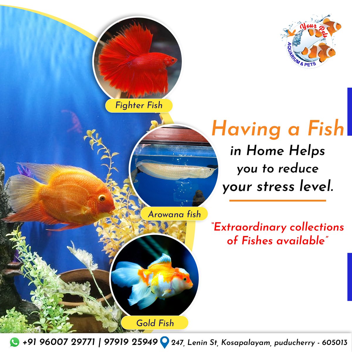YourPets2's tweet photo. If there is a Magic on this Planet, It contained in the Water.
All Kind of Imported Fish Tanks Available.

Contact US: +91 96007 29771 | 97919 25949
Shop Location: https://t.co/Oob2AUSx93

#yourpets #Petshop #Aquarium #dogs #cat #hamster #fishtank #petsacessories #pondicherry https://t.co/GiVRjpVzDw