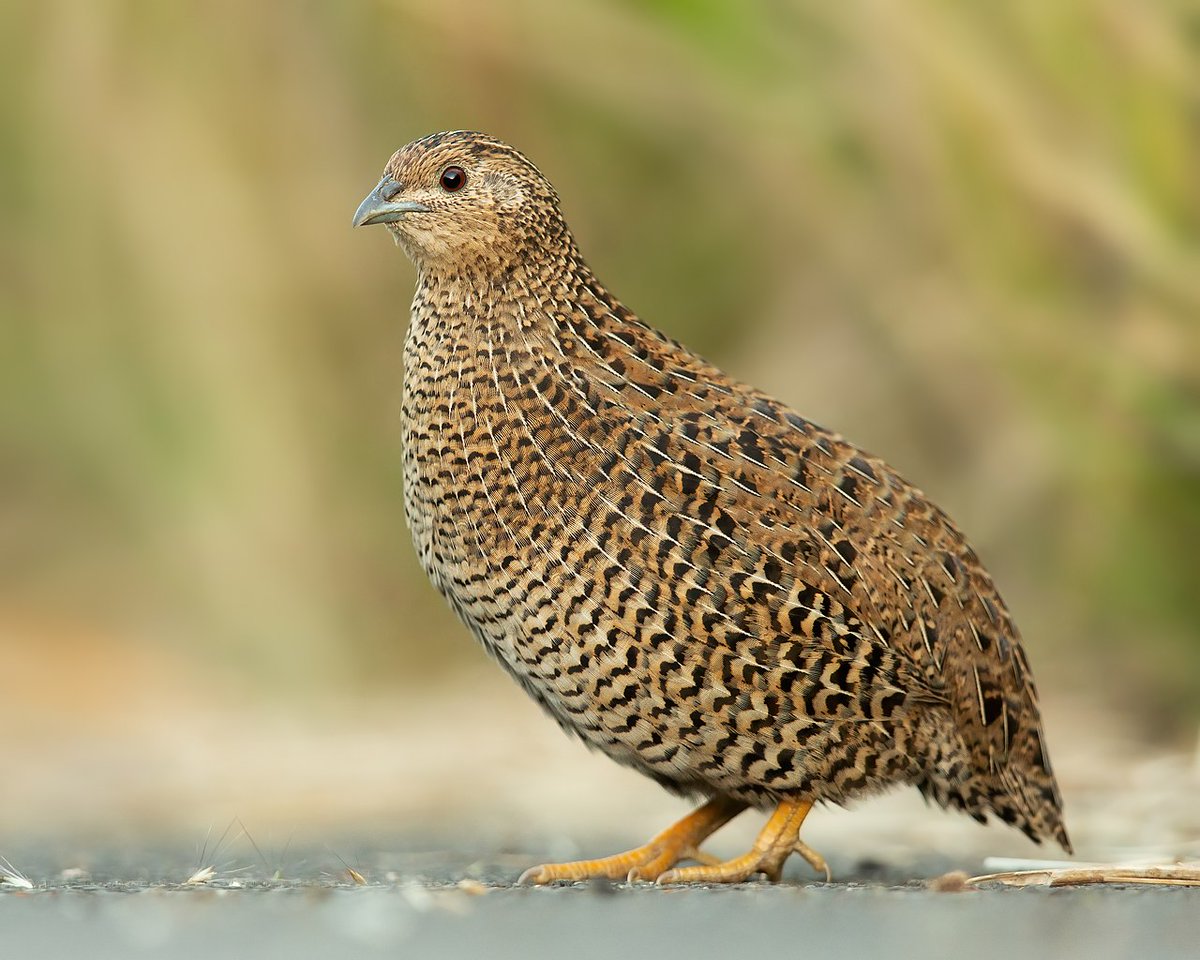 Hapanso's tweet photo. The word سلوى mentioned in Quran. Quranic Verses about Quail.
The word Quail سلوى mentioned 03 times in Quran in 03 verses.
YOU CAN SEE A LIST OF ALL THE ANIMALS MENTIONED IN QURAN HERE
(2:57) https://t.co/MN7kzKQ0m0