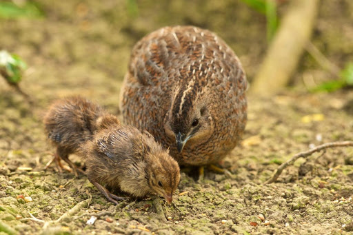 Hapanso's tweet photo. The word سلوى mentioned in Quran. Quranic Verses about Quail.
The word Quail سلوى mentioned 03 times in Quran in 03 verses.
YOU CAN SEE A LIST OF ALL THE ANIMALS MENTIONED IN QURAN HERE
(2:57) https://t.co/MN7kzKQ0m0