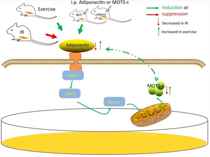 Diabetologia tweet media