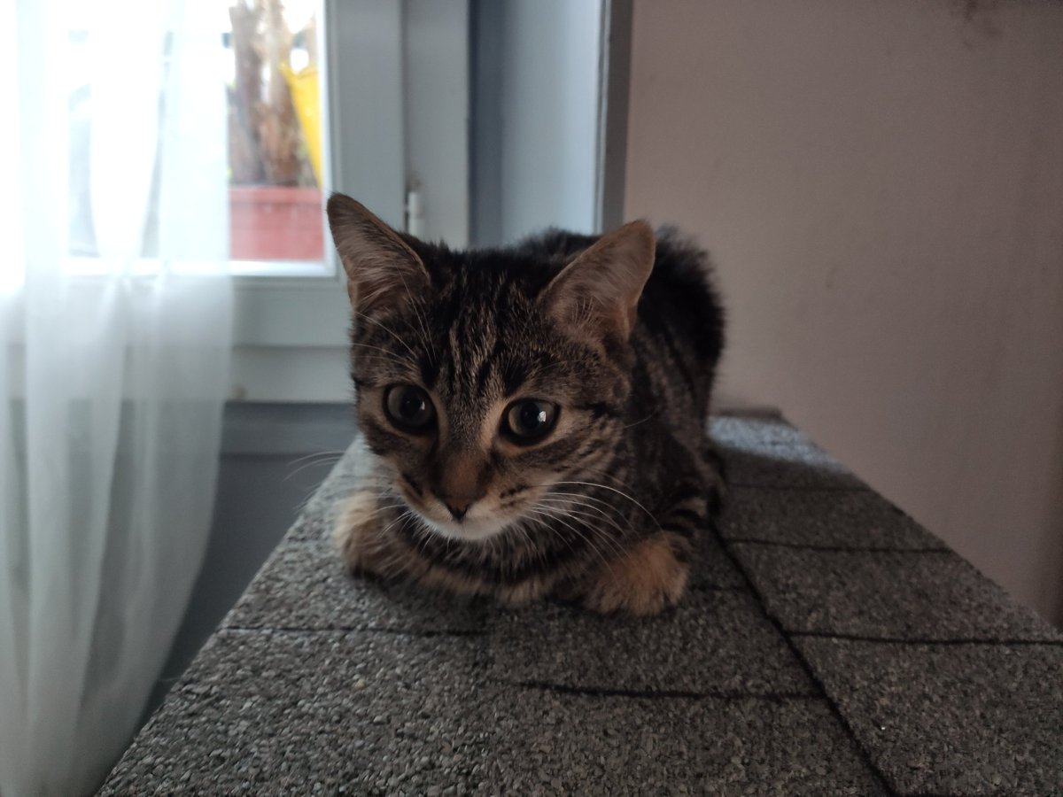 BoubaCie's tweet photo. Visite de potentiels #adoptants
Le 17/09 pour Winnie
Le 26/08 pour JoliBibi https://t.co/lf4XBEwYPB