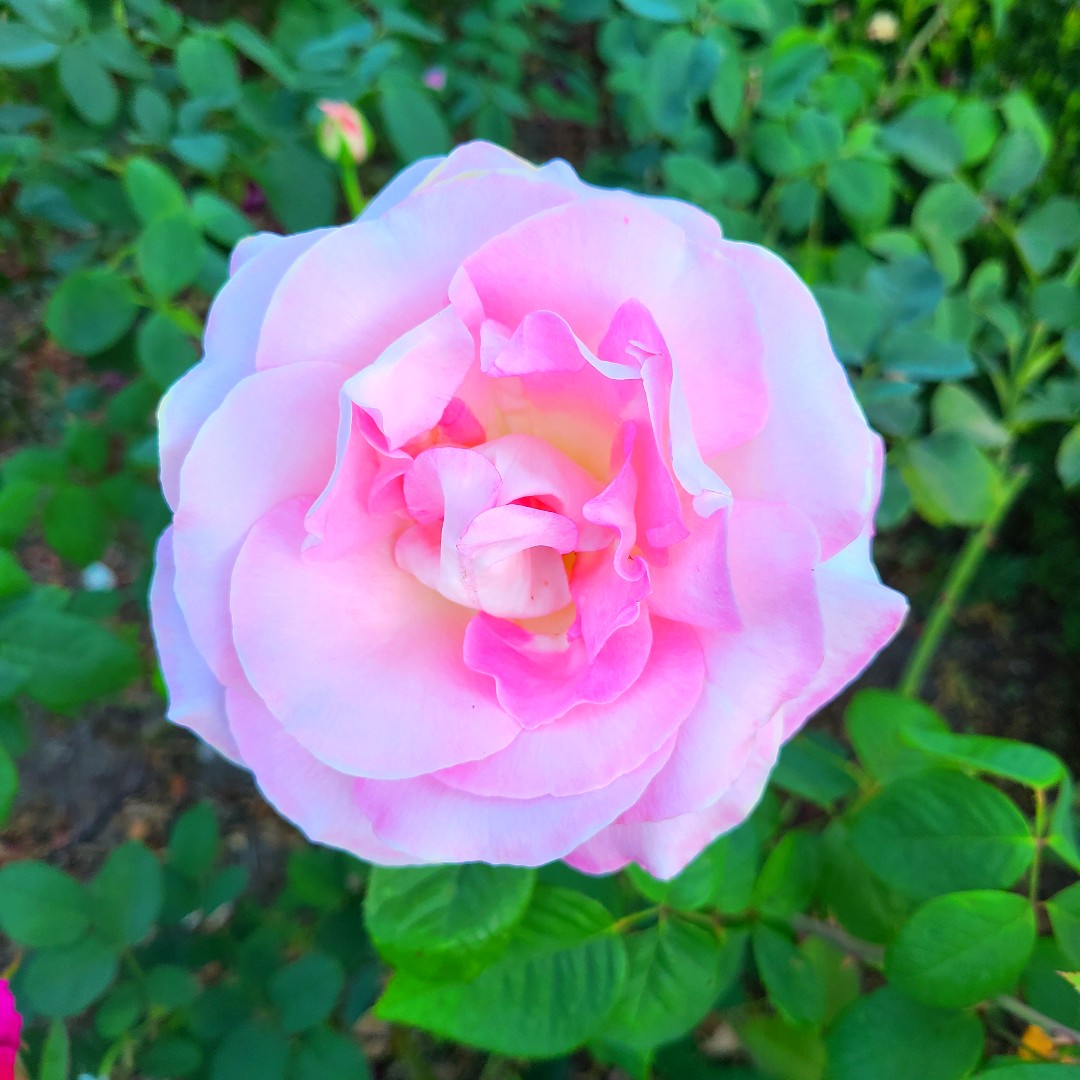 JoyAdare's tweet photo. This rose is so scrumptious!
#gardeningwithjoy #filoligardens #contemporaryromance #romancewriters #writermomsofinstagram #writingromance #writermoms #romanceauthor #aspiringauthor #womenwriters #writing #romancewriting #writermom #romancereaders #romancereader https://t.co/yAyZRYRtRz