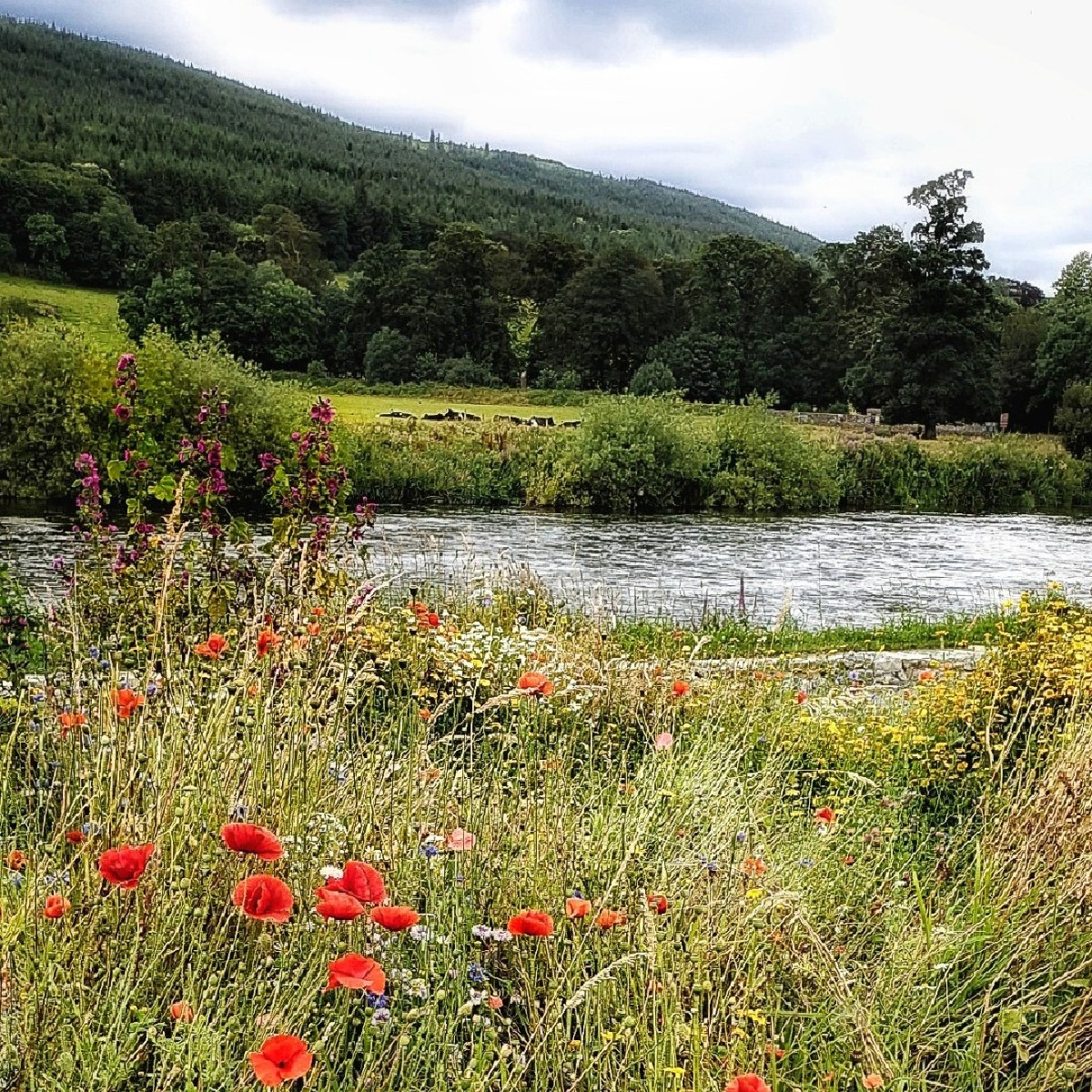 VisitTipp's tweet photo. “A pure gem! Be sure to immerse yourself in the beauty of its surroundings and the simplicity of all that nature has to offer here.” - Jean Mullins (Insta @jean_mullins) who thinks everyone should visit her hometown of Kilsheelan at least once. #MyTipperaryTips #MakeABreakForIt https://t.co/mNn8SEKl8S