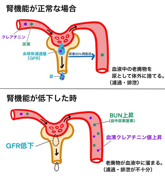 ゴロ 解剖生理イラストさん の 年9月 のツイート一覧 1 Whotwi グラフィカルtwitter分析 ゴロ 解剖生理イラストさん の 年9月 のツイート一覧 1 Whotwi グラフィカルtwitter分析