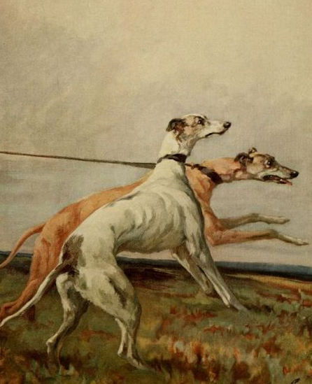 Kinsley_Dogs's tweet photo. Did you know the first #greyhounds recorded to have arrived in Australia did so in 1770 when they travelled with botanist Sir Joseph Banks?
#TuesdayTrivia #TuesdayThoughts #gonetothedogs #history #KinsleyGreyhoundStadium #Yorkshire #historyofdogs #peoplewholovegreyhounds https://t.co/wXVG1LsckZ