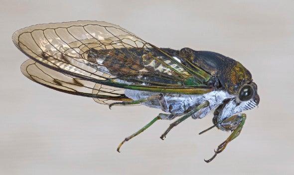 sciam's tweet photo. Structure and chemistry dictate how cicada wings repel water and kill bacteria https://t.co/mkC3Sol5VZ https://t.co/Cw1GsNH4oj