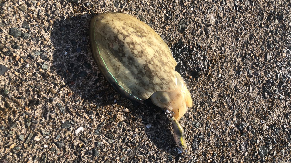 yapparina's tweet photo. 今日は、宮津の養老漁港から伊根そしてミップルとイカ釣りして来たよ♬♬釣果は、アオリイカ2杯・コウイカ2杯だけ💦でも、楽しかった♬♬ https://t.co/xkWx88SZ1y