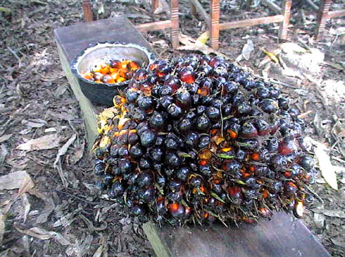 3. The seeds in the fruit are surrounded by hard spikes.I have had bad experiences trying to remove the banga seeds from the bunch. I bet it requires some form of skill.