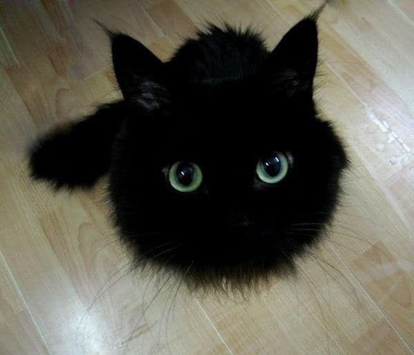 Got myself a kitty