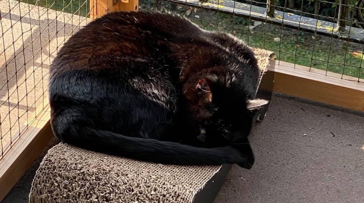Skylar is living her best life on her catproofed balcony in her #foreverhome. It always puts a smile on our face when we see her enjoying herself, she was ever such a shy, timid girl for such a long time 🥰 🖤 

To adopt an overlooked cat get in touch via catcuddles.org.uk/adopting-a-cat