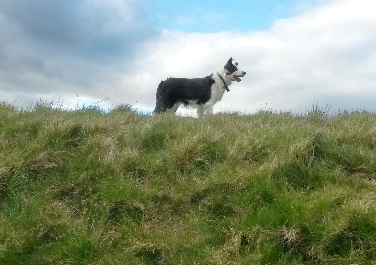 the freedom of spirit trust for border collies