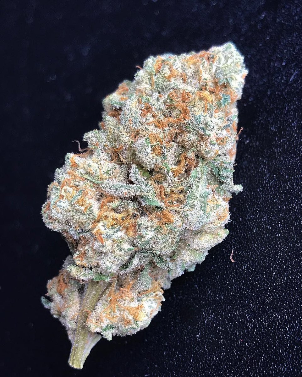 Intl_Highlife's tweet photo. White Fire OG 🔥

📷 southafrican_cannabis https://t.co/niCafH1nco