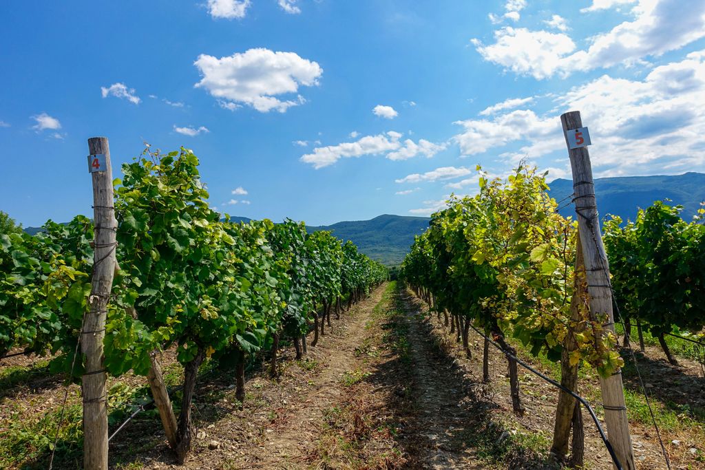 Are you feeling ready and excited to travel again? A private wine and culture tour is so great because you spend most of your time in vineyards in the fresh open air and there are never too many people around. Consider #Bulgaria as your wine destination! buff.ly/2JqYLG5