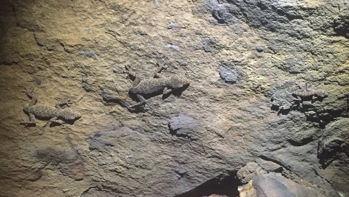 Something around here is apparently partial to gecko tails...
How many geckoes can you spot in this pic?
#wildoz
