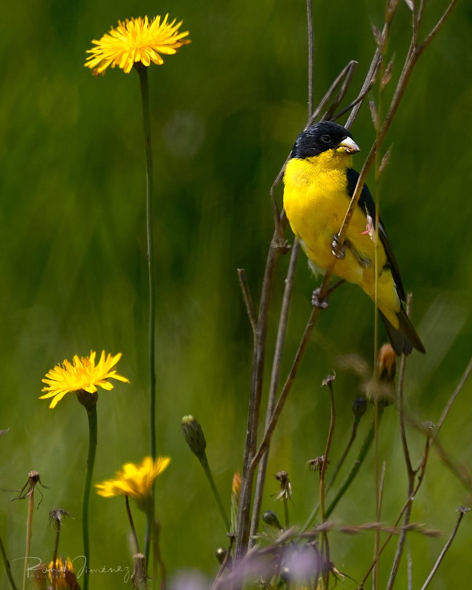 ronaljimenez's tweet photo. Naturaleza coqueta. https://t.co/yiXOHKjcHg