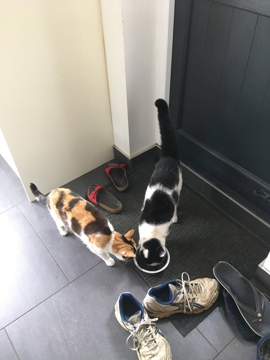 flashfiction77's tweet photo. @BootstrapCook Bubbles (black and white) and his mum Bella, Bubbles was still breast feeding even when he grew bigger than his mum 😂 https://t.co/AbZUcL8nah