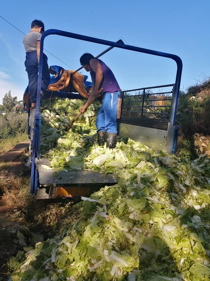 TaganiORG's tweet photo. LOOK: Benguet farmers throw away cabbage due to oversupply at La Trinidad Trading Post. The crops were being bought for only P3.00/kilo. 📸: Angely Luis Ma

Let's #SupportFarmersPH: https://t.co/56tTz3Z1kd https://t.co/hKYfEyySnK