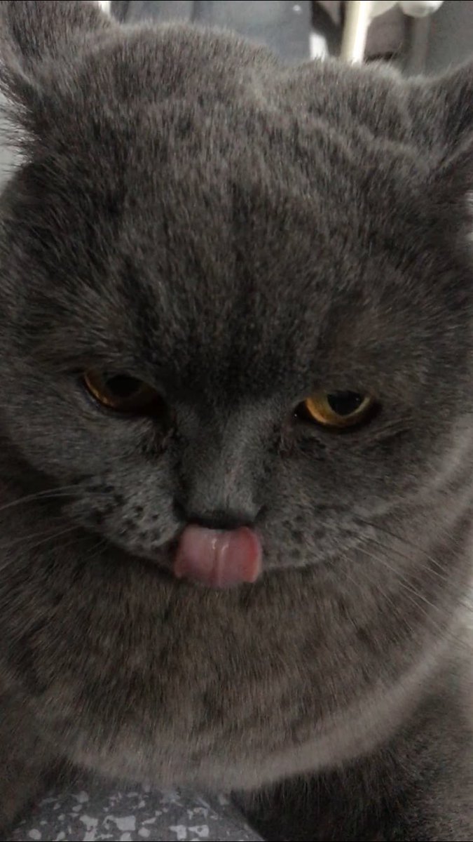 Mum found an old #TongueOutTuesday pic π
hoping tuna is on its way π #tunatuesday https://t.co/EyOfFb5bq9