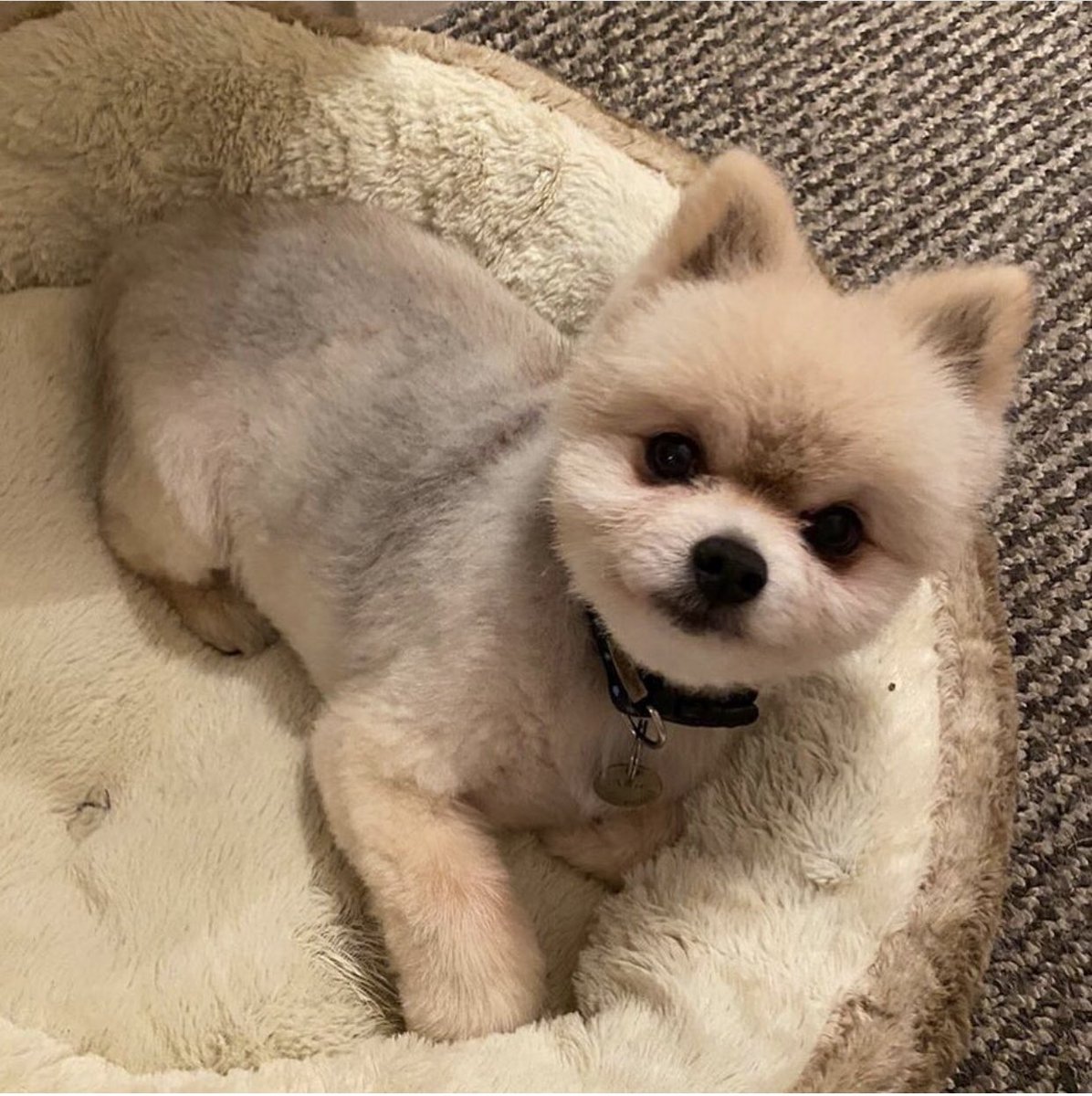 Compasaurus's tweet photo. @bmstores Alfie https://t.co/gaTcUdefq0