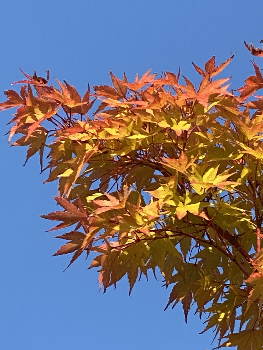 yasmine_oozeear's tweet photo. #Autumn πwrites her own #poetry
We are merely observers π
Have a beautiful day my #friends
βοΈπ³πΏπβοΈ
#TuesdayCapture π± https://t.co/lmZTIktmQ0