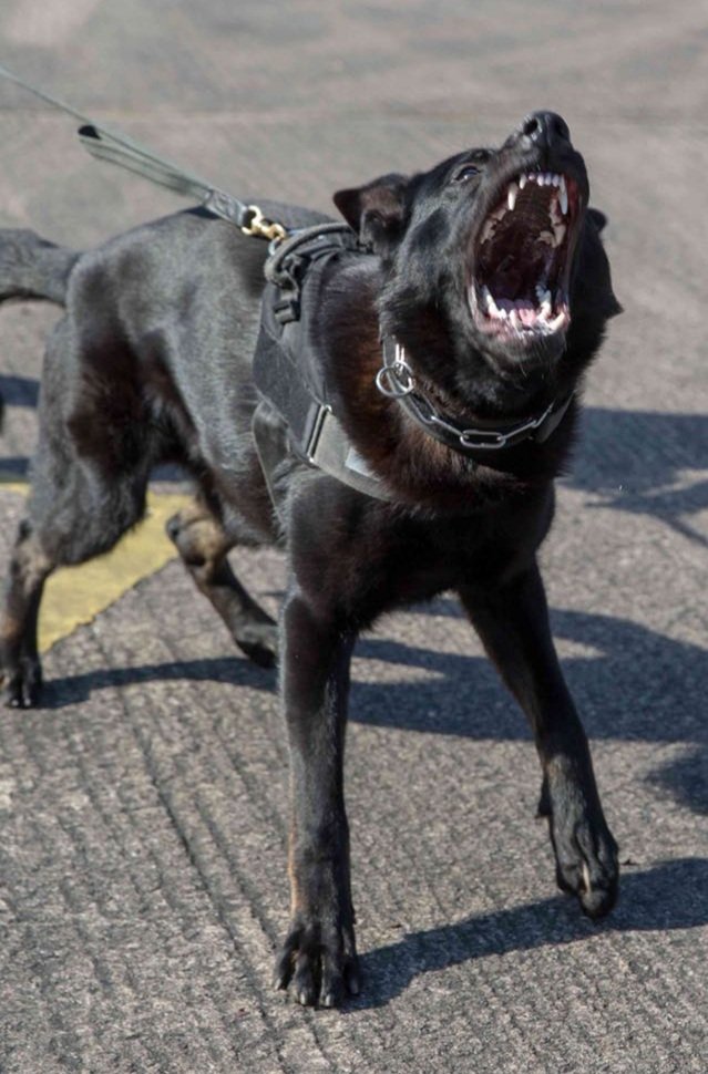 WMPDogs's tweet photo. @WMPDogs PD Wez &amp; chauffeur pursue a vehicle in Dudley that runs out of talent crashing into a wall. Driver 🏃‍♂️but isn't as quick as PD Wez #gotcha however he thinks he'll give it a 2nd go 🤦🏼‍♀️Still not quick enough #gotchaagain 🚑 Arrested drugs supply &amp; driving offences #unlucky https://t.co/uF6cZYMLEl