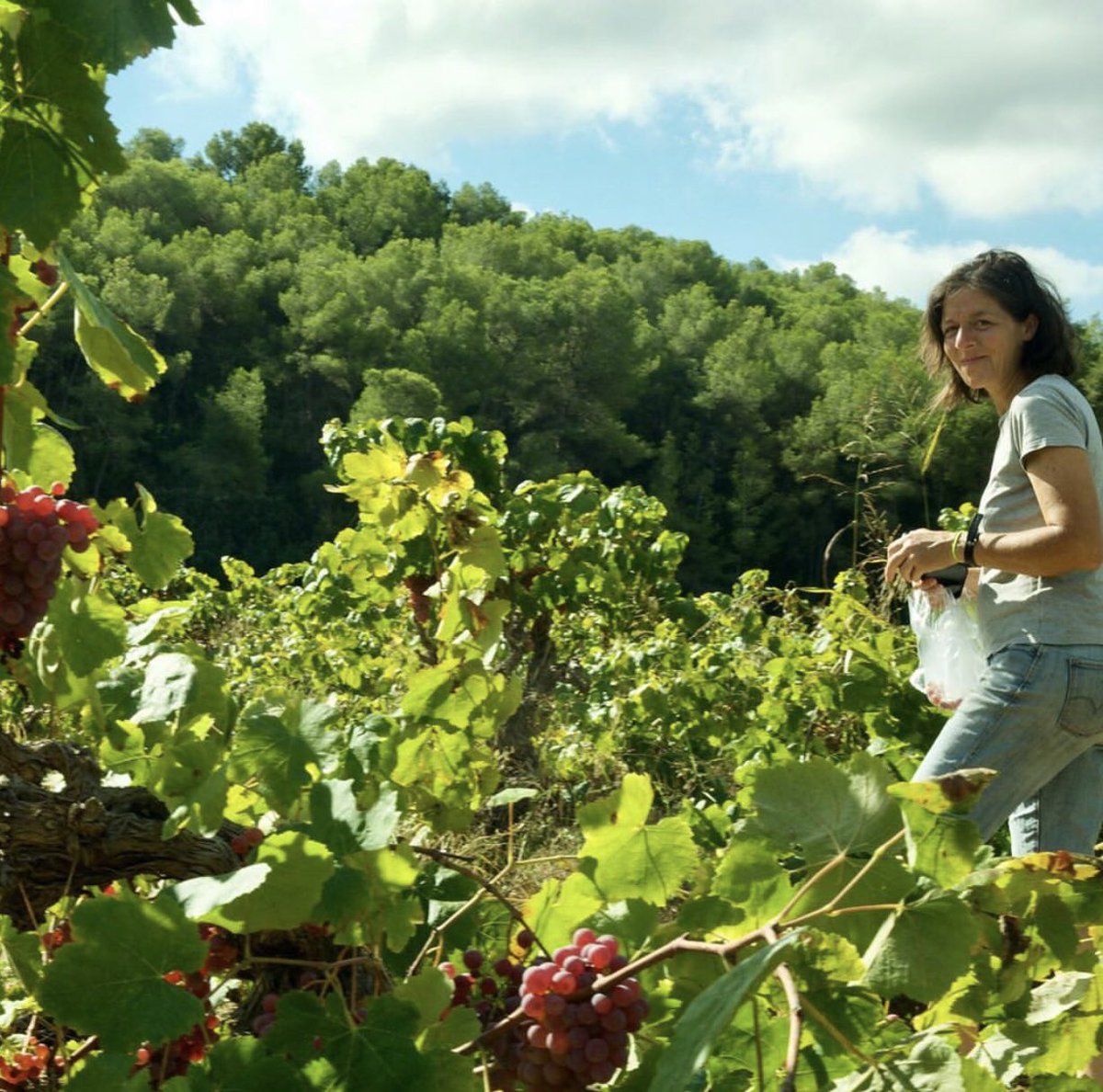 venusuniversal's tweet photo. Bon dia 🌼 fotos d'ahir veremant Escabeces, un projecte format amb dos amics, l’Oriol i la Mercè. #harvest2020 #art #harvest #Escabeces #grapes #colors #xarel•lo https://t.co/1vHVB9olqW