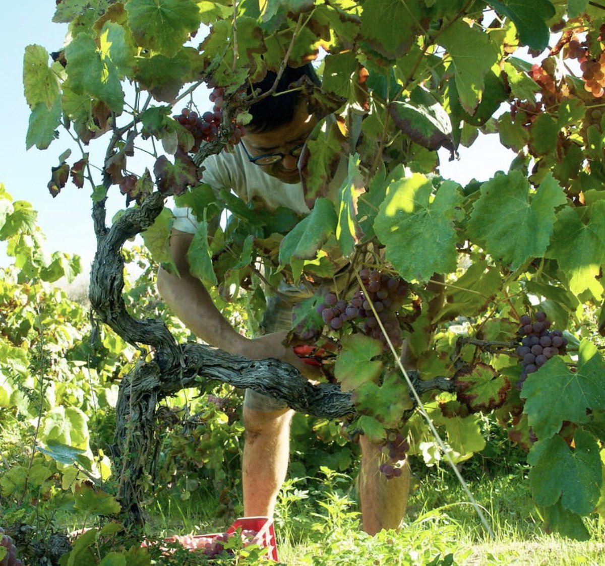 venusuniversal's tweet photo. Bon dia 🌼 fotos d'ahir veremant Escabeces, un projecte format amb dos amics, l’Oriol i la Mercè. #harvest2020 #art #harvest #Escabeces #grapes #colors #xarel•lo https://t.co/1vHVB9olqW