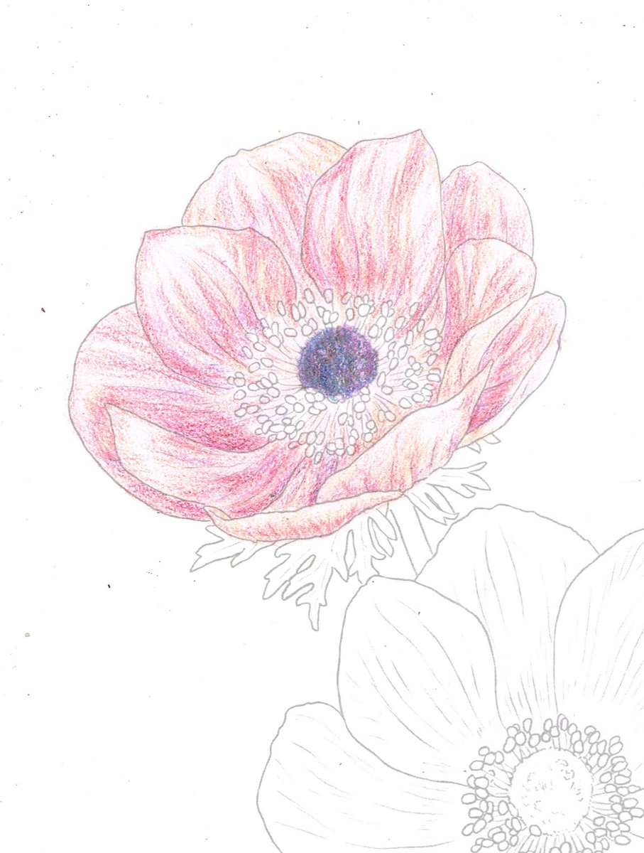 花滝ちかる 大人の塗り絵4枚目に着手です 今までは塗り方のアドバイスがあったのですが この塗り絵は水彩の見本があるだけなので 全部自分で考えなきゃなので難しいっす D ここまで塗ったんだったら雄しべも描けよと思ったのですが 力尽きまし