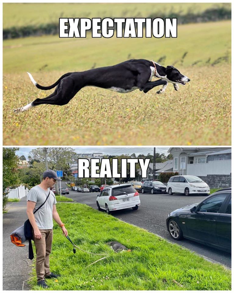 GTWestYorkshire's tweet photo. How many people thought that having a greyhound would mean that they needed lots of exercise &amp; then realised that they didn't https://t.co/bsREoQU9Gr