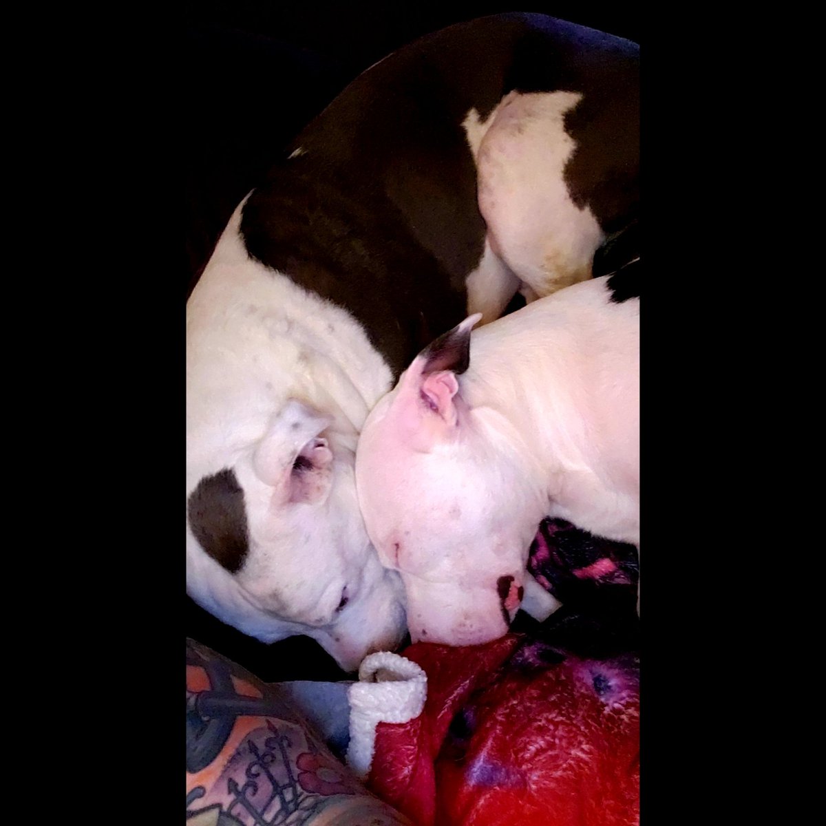 amandaswank85's tweet photo. My boys do love each other ❤🐶❤ #francis #oliver #fursons #myloves #myeverythings #myfurbabies #pitbulls #animalsarebetterthanpeople #myloves #myboys #myfriends #myprotectors #bouncybooties #mykings #handsomedevils #thosebooties #sweetboys #gentlemen #sweethearts #kindsouls https://t.co/PAQbbMa1eu