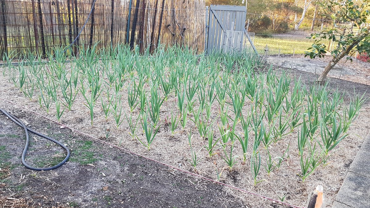 weezmgk's tweet photo. #garlic2020 getting a wriggle on in the warmer spring days. The bee garden stands ready to bring in pollinators for this summer's tomato crop. Pansies are such show offs. https://t.co/FX1rK2fC1N
