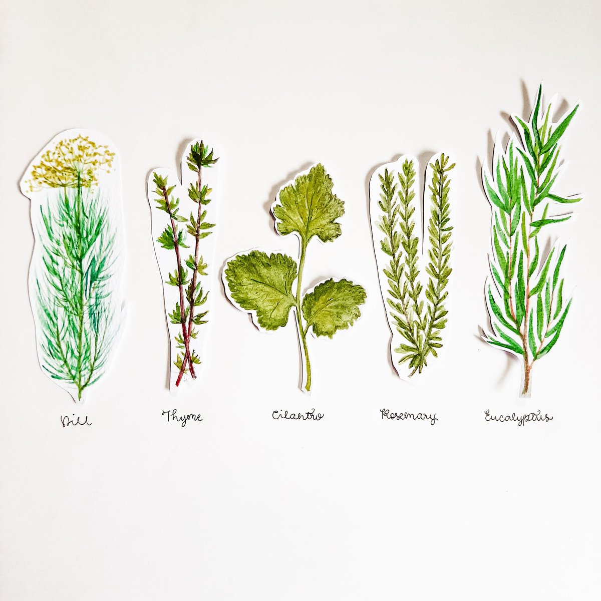 ByNicolaAn's tweet photo. Day 11-15/30 of " Flora's World " #Botanicalart:
Essential #herbs!!!
Dill, thyme, cilantro, rosemary and eucalyptus!
Can you smell them in your thoughts? ๐๐ฑ๐ฟ
#witchy
#herbwitch https://t.co/Ls7fR5G2cw