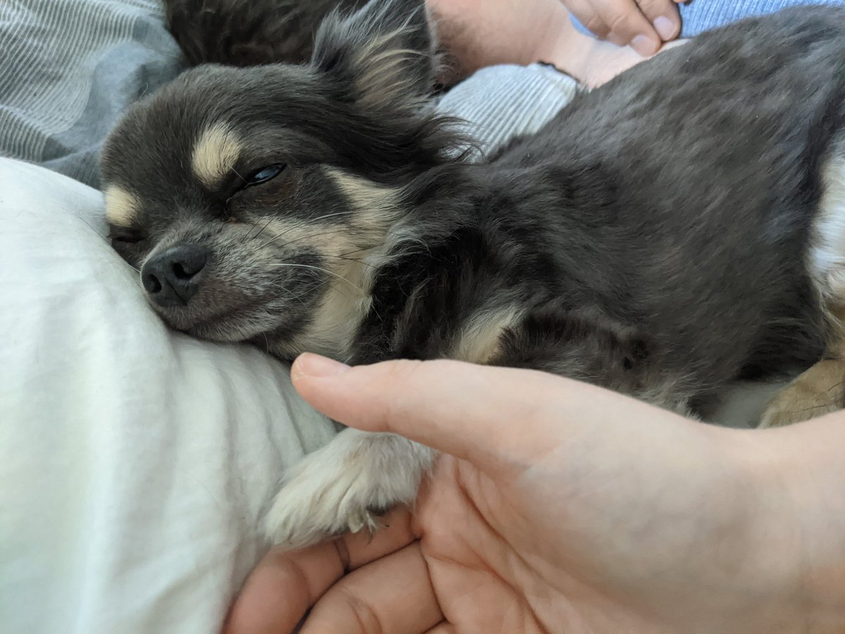 _Baileyrolle_'s tweet photo. Mama halt bitte mein Pfötchen bis ich eingeschlafen bin.

#doggoapproves #doggo #Hund #Chihuahua https://t.co/uM2Tq1DFf2