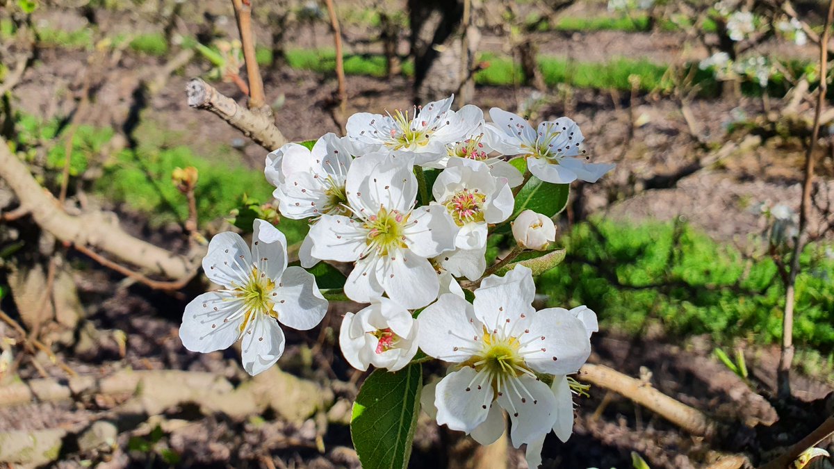 More blooms on the pear trees...
#SlaleyStellenbosch #SlaleyFarm
..