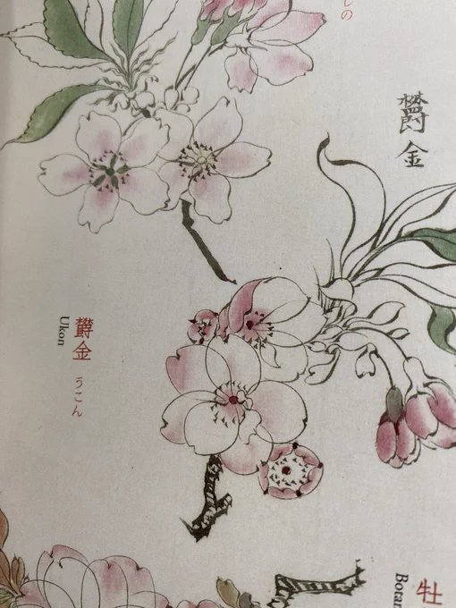 柴田是真の「桜華百色」見てるのですが桜の種類の多さと描き分けの細かさにちょっとひきます。ヤバない? 