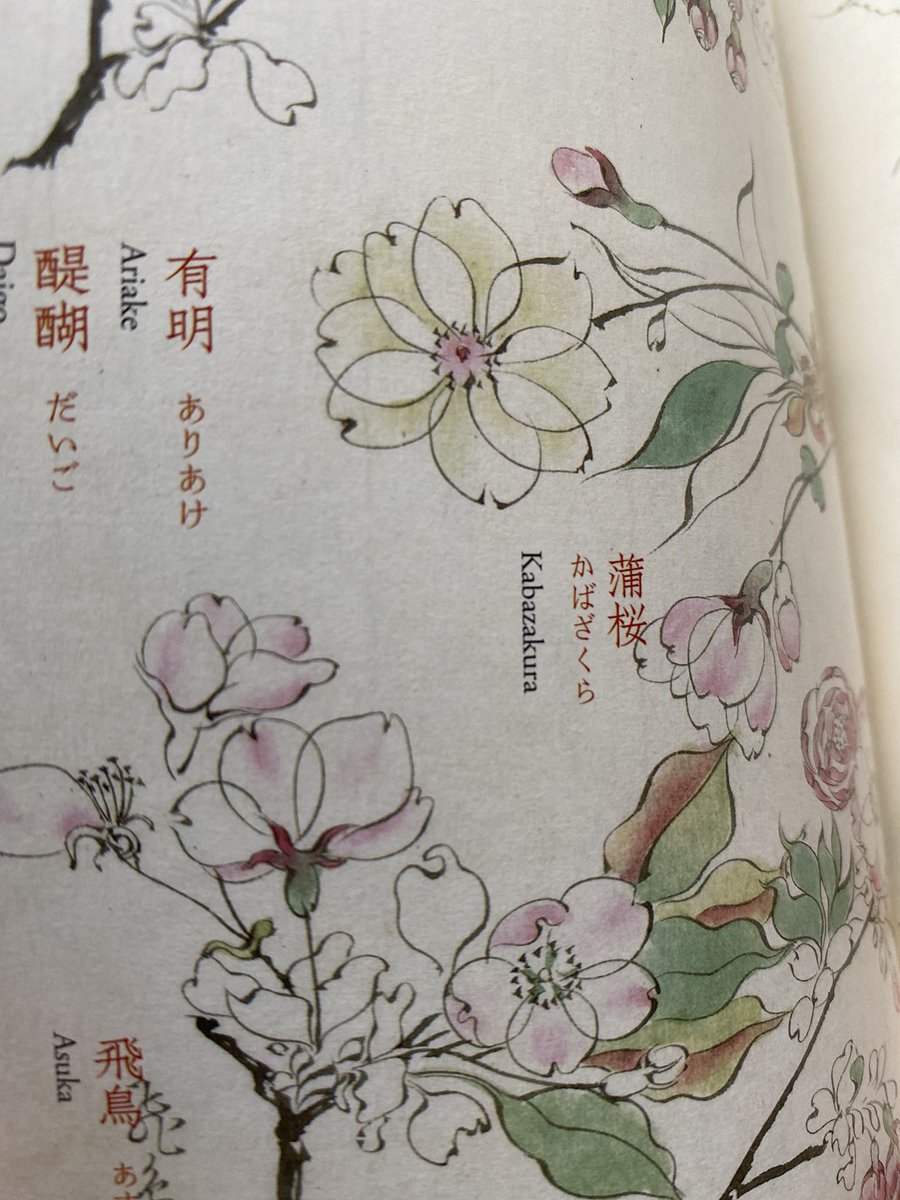 柴田是真の「桜華百色」見てるのですが桜の種類の多さと描き分けの細かさにちょっとひきます。ヤバない? 