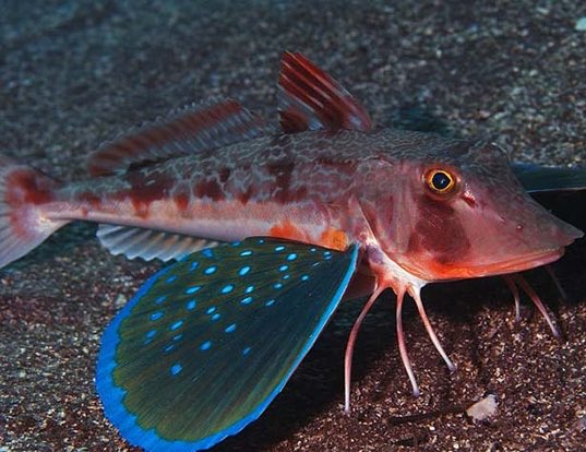  @1discoqueen Streaked gurnard aka Sea Robin