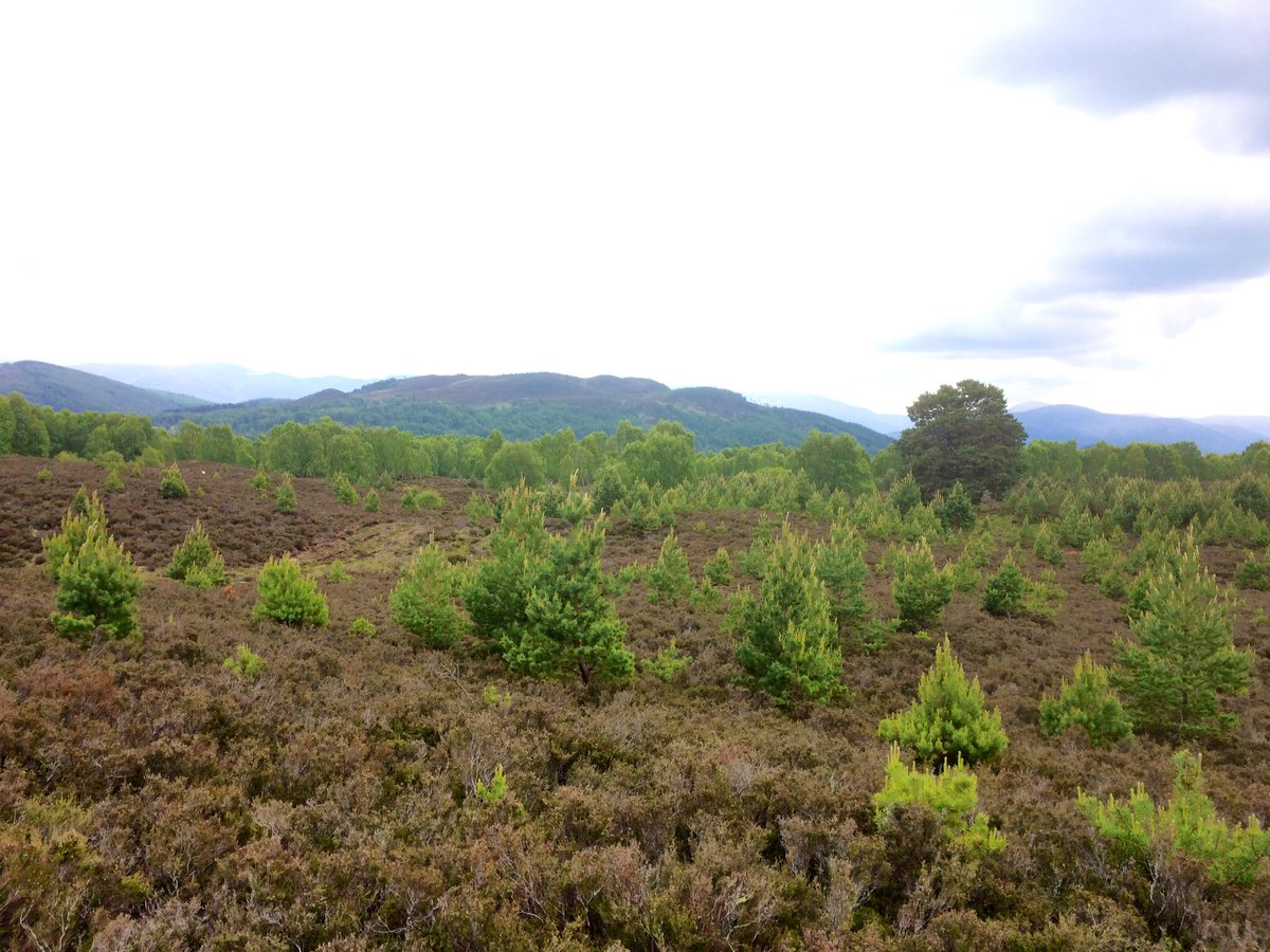 cairngormsCEO's tweet photo. 4741 ha of new #woodland (planted & regen) been approved since 2017 by @scotforestry in #Cairngorms #NationalPark. That is 95% of our NPPP target but we are only about 70% of the way through the plan period. Discussions ongoing for lots more across the Park. #ScotClimateWeek https://t.co/l8nd4RoTce