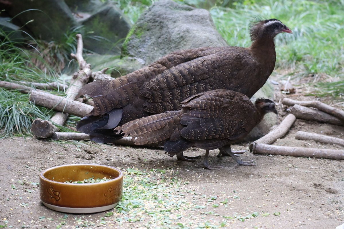 カンムリセイラン