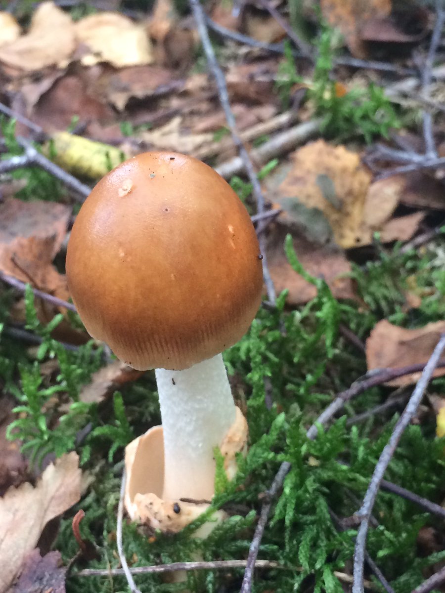 I’m back. (I know. You didn’t know I’d gone. It’s OK).Had an unplanned adventure yesterday. It went meanderingly well. Looked for fungi first, for BBC radio.Overheard one of this trio reading aloud. They told of the local ‘Grumbletrog’. I knew exactly what they meant.THREAD