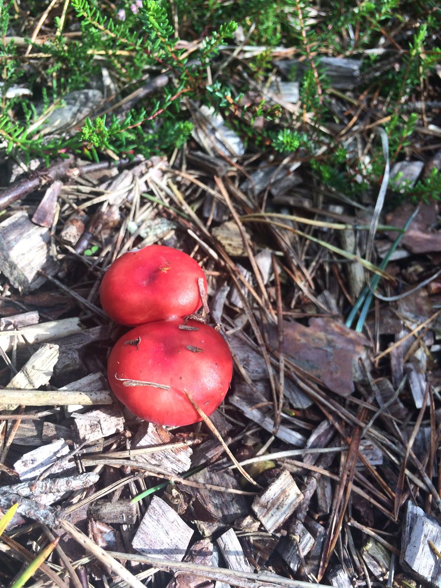 I’m back. (I know. You didn’t know I’d gone. It’s OK).Had an unplanned adventure yesterday. It went meanderingly well. Looked for fungi first, for BBC radio.Overheard one of this trio reading aloud. They told of the local ‘Grumbletrog’. I knew exactly what they meant.THREAD